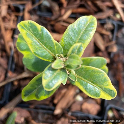 Shrubs ~ Buxus sempervirens, Variegated Form; Variegated Common Boxwood ~ Dancing Oaks Nursery and Gardens ~ Retail Nursery ~ Mail Order Nursery