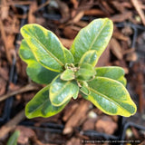 Shrubs ~ Buxus sempervirens, Variegated Form; Variegated Common Boxwood ~ Dancing Oaks Nursery and Gardens ~ Retail Nursery ~ Mail Order Nursery