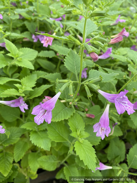 Calamintha grandiflora, Calamint