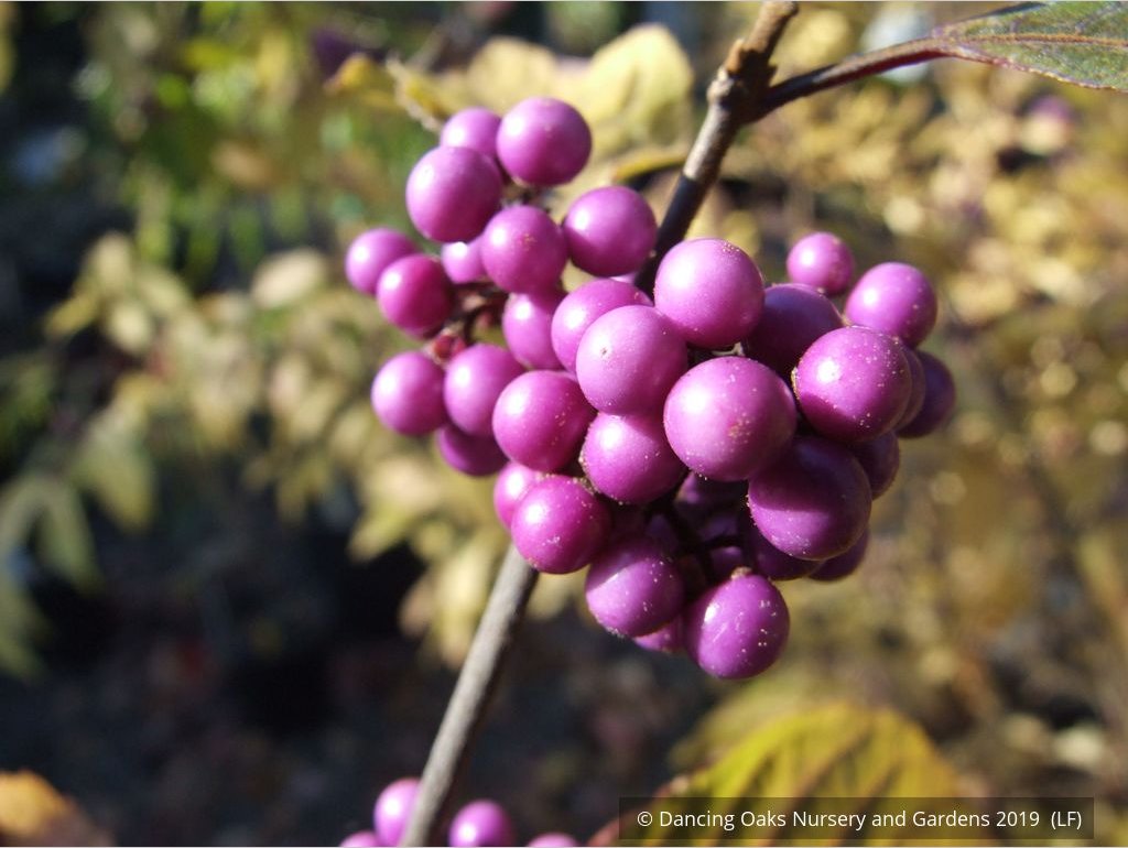 Shrubs ~ Callicarpa bodinieri var. giraldii 'Profusion', Beauty Berry ~ Dancing Oaks Nursery and Gardens ~ Retail Nursery ~ Mail Order Nursery