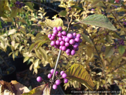 Shrubs ~ Callicarpa bodinieri var. giraldii 'Profusion', Beauty Berry ~ Dancing Oaks Nursery and Gardens ~ Retail Nursery ~ Mail Order Nursery