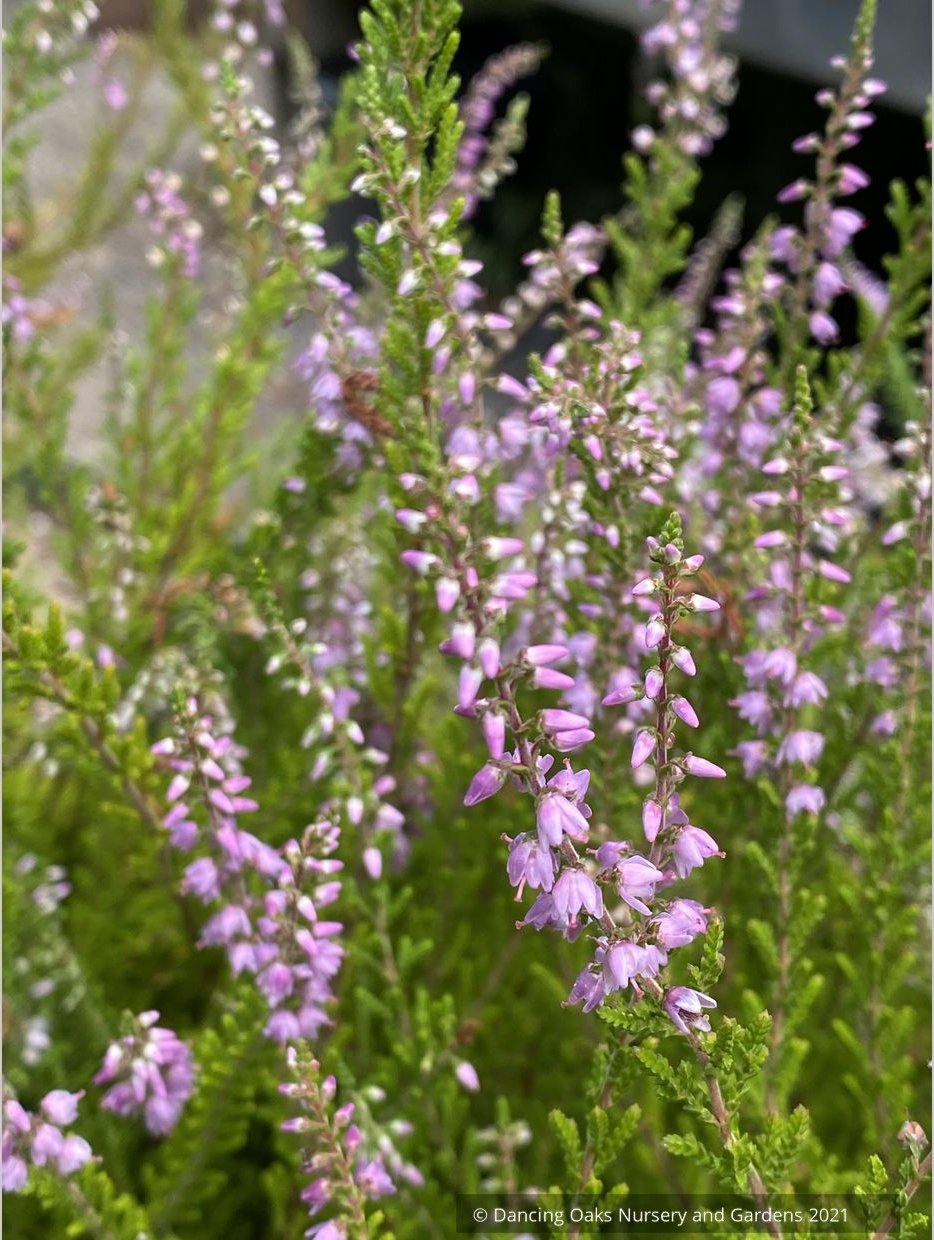 Perennials ~ Calluna vulgaris 'Spring Torch', Summer Flowering Heather ~ Dancing Oaks Nursery and Gardens ~ Retail Nursery ~ Mail Order Nursery