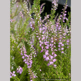 Perennials ~ Calluna vulgaris 'Spring Torch', Summer Flowering Heather ~ Dancing Oaks Nursery and Gardens ~ Retail Nursery ~ Mail Order Nursery