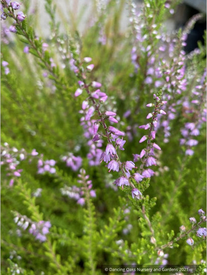 Perennials ~ Calluna vulgaris 'Spring Torch', Summer Flowering Heather ~ Dancing Oaks Nursery and Gardens ~ Retail Nursery ~ Mail Order Nursery