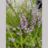 Perennials ~ Calluna vulgaris 'Spring Torch', Summer Flowering Heather ~ Dancing Oaks Nursery and Gardens ~ Retail Nursery ~ Mail Order Nursery