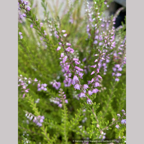 dracaena heather Calluna vulgaris 'Spring Torch', Summer Flowering Heather – Dancing Oaks Nursery and Gardens
