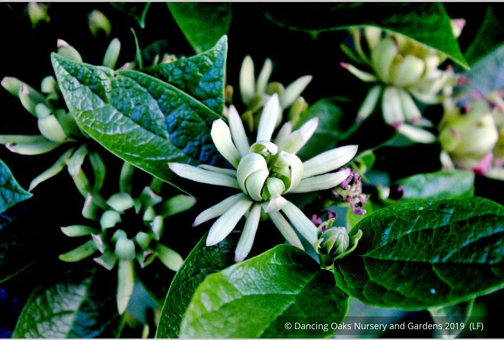 Shrubs ~ Calycanthus floridus 'Athens', Athens Sweet Shrub ~ Dancing Oaks Nursery and Gardens ~ Retail Nursery ~ Mail Order Nursery