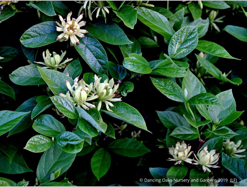 Shrubs ~ Calycanthus floridus 'Athens', Athens Sweet Shrub ~ Dancing Oaks Nursery and Gardens ~ Retail Nursery ~ Mail Order Nursery