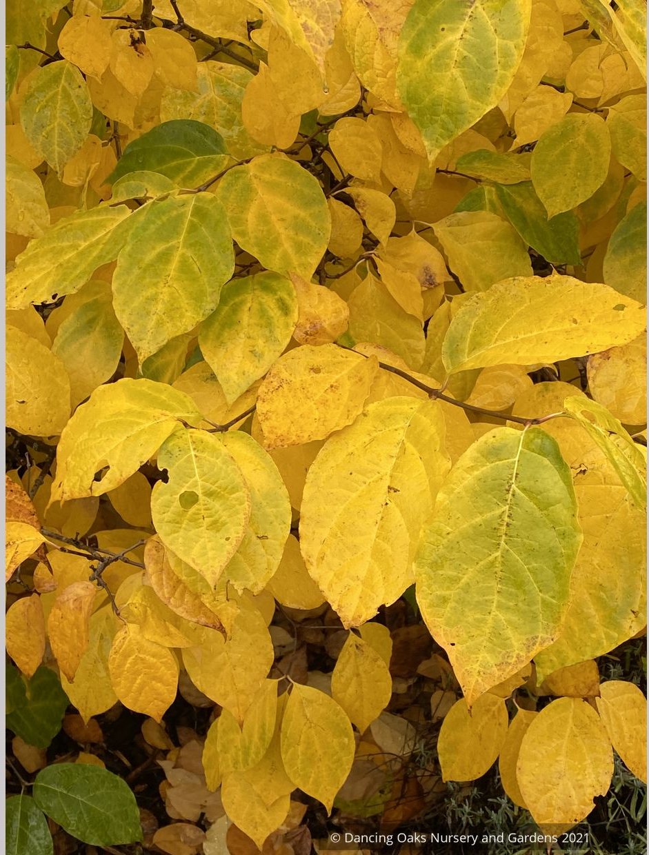 Calycanthus x raulstonii 'Hartlage Wine', Sweetshrub