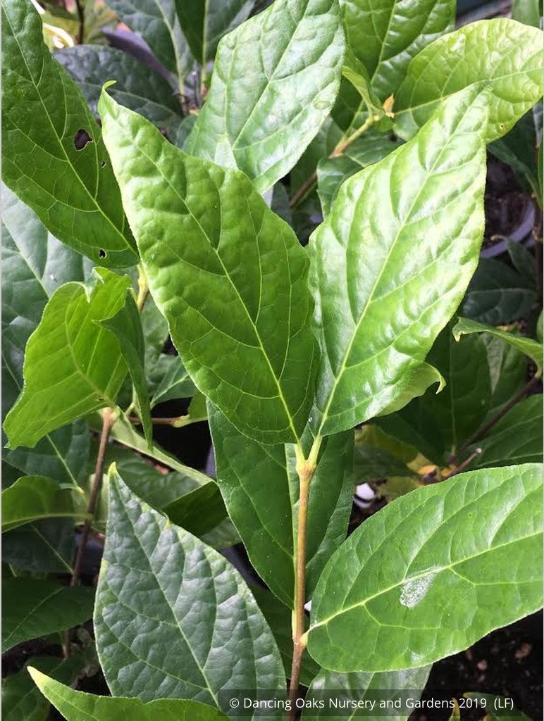 Shrubs ~ Calycanthus floridus 'Michael Lindsey', Carolina Allspice / Sweetshrub ~ Dancing Oaks Nursery and Gardens ~ Retail Nursery ~ Mail Order Nursery