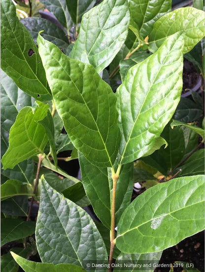 Shrubs ~ Calycanthus floridus 'Michael Lindsey', Carolina Allspice / Sweetshrub ~ Dancing Oaks Nursery and Gardens ~ Retail Nursery ~ Mail Order Nursery