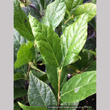 Shrubs ~ Calycanthus floridus 'Michael Lindsey', Carolina Allspice / Sweetshrub ~ Dancing Oaks Nursery and Gardens ~ Retail Nursery ~ Mail Order Nursery