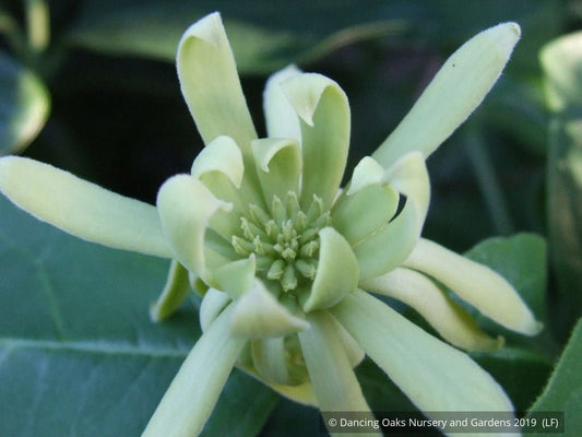 Shrubs ~ Calycanthus floridus 'Athens', Athens Sweet Shrub ~ Dancing Oaks Nursery and Gardens ~ Retail Nursery ~ Mail Order Nursery