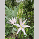 Bulbs & Tubers ~ Camassia leichtlini 'Pink Star' ~ Dancing Oaks Nursery and Gardens ~ Retail Nursery ~ Mail Order Nursery