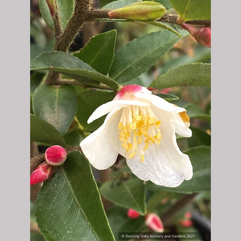 Camellia x 'Elina Cascade', Hybrid Camellia