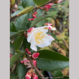Camellia x 'Elina Cascade', Hybrid Camellia