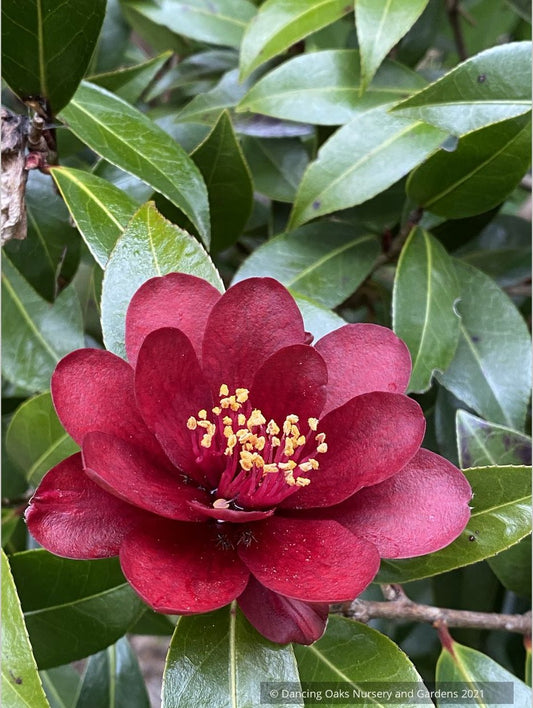 Shrubs ~ Camellia x williamsii ‘Night Rider’ ~ Dancing Oaks Nursery and Gardens ~ Retail Nursery ~ Mail Order Nursery