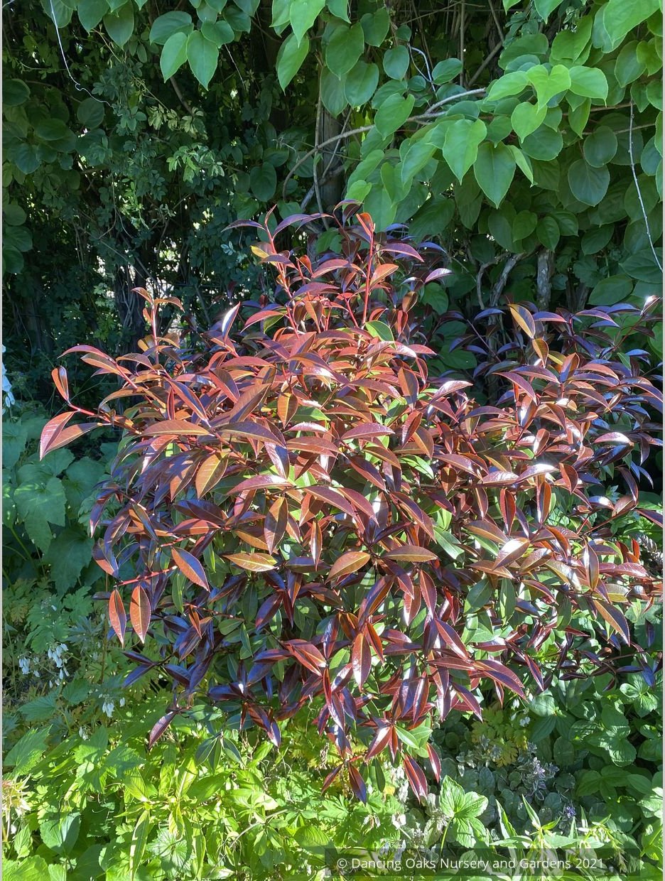 Shrubs ~ Camellia x williamsii ‘Night Rider’ ~ Dancing Oaks Nursery and Gardens ~ Retail Nursery ~ Mail Order Nursery
