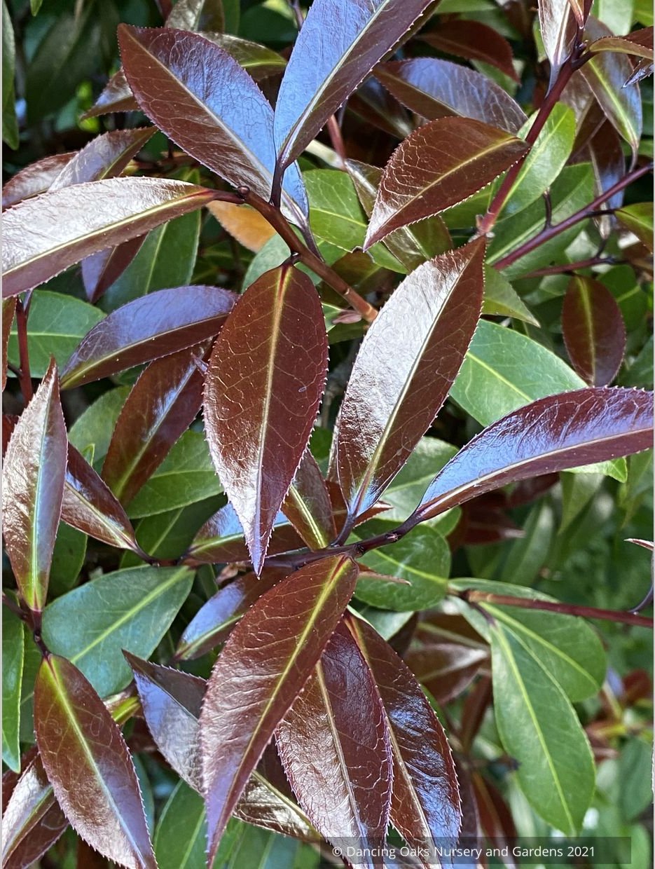 Shrubs ~ Camellia x williamsii ‘Night Rider’ ~ Dancing Oaks Nursery and Gardens ~ Retail Nursery ~ Mail Order Nursery