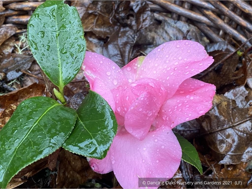 Shrubs ~ Camellia x williamsii 'Water Lily', Hybrid Camellia ~ Dancing Oaks Nursery and Gardens ~ Retail Nursery ~ Mail Order Nursery