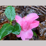 Shrubs ~ Camellia x williamsii 'Water Lily', Hybrid Camellia ~ Dancing Oaks Nursery and Gardens ~ Retail Nursery ~ Mail Order Nursery