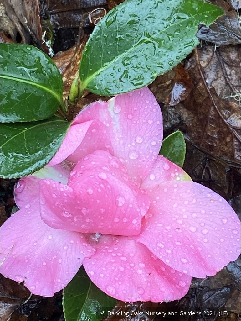 Shrubs ~ Camellia x williamsii 'Water Lily', Hybrid Camellia ~ Dancing Oaks Nursery and Gardens ~ Retail Nursery ~ Mail Order Nursery