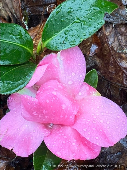 Shrubs ~ Camellia x williamsii 'Water Lily', Hybrid Camellia ~ Dancing Oaks Nursery and Gardens ~ Retail Nursery ~ Mail Order Nursery