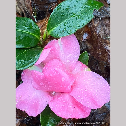 Camellia x williamsii 'Water Lily', Hybrid Camellia – Dancing Oaks