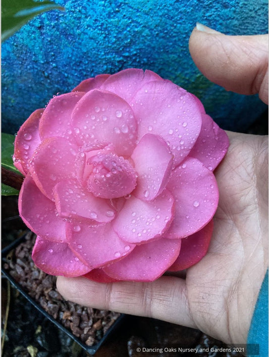 Camellia x williamsii 'Water Lily', Hybrid Camellia