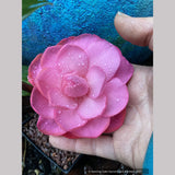 Camellia x williamsii 'Water Lily', Hybrid Camellia