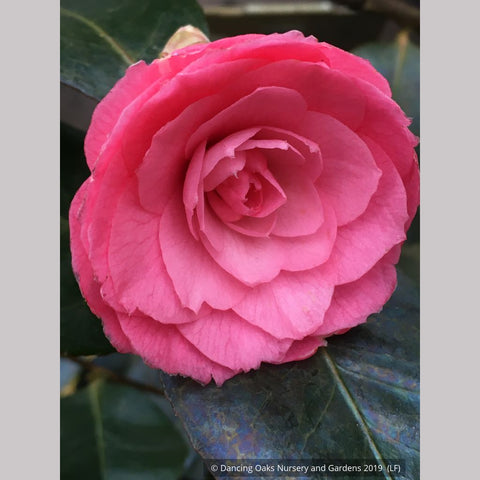 Shrubs ~ Camellia japonica 'April Kiss', April Series Japanese Camellia ~ Dancing Oaks Nursery and Gardens ~ Retail Nursery ~ Mail Order Nursery