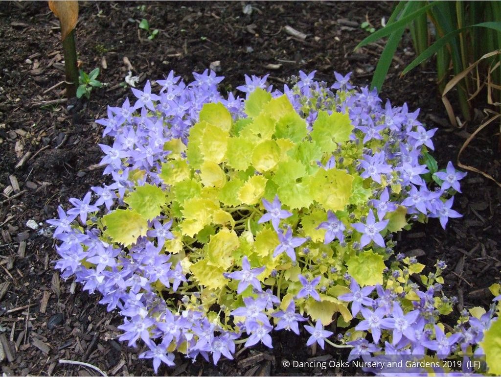Perennials ~ Campanula garganica 'Dickson's Gold', Adriatic Bellflower ~ Dancing Oaks Nursery and Gardens ~ Retail Nursery ~ Mail Order Nursery