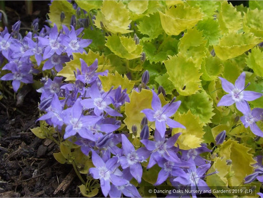 Perennials ~ Campanula garganica 'Dickson's Gold', Adriatic Bellflower ~ Dancing Oaks Nursery and Gardens ~ Retail Nursery ~ Mail Order Nursery