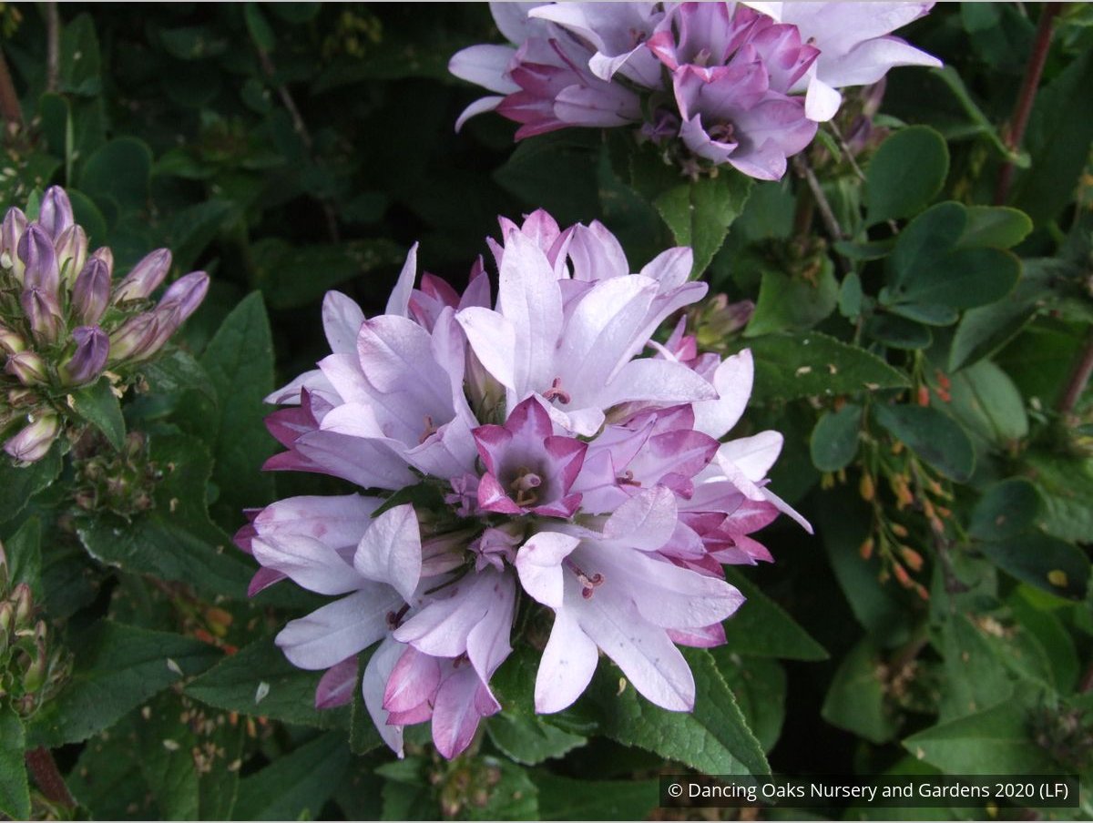 Perennials ~ Campanula glomerata 'Caroline' ~ Dancing Oaks Nursery and Gardens ~ Retail Nursery ~ Mail Order Nursery