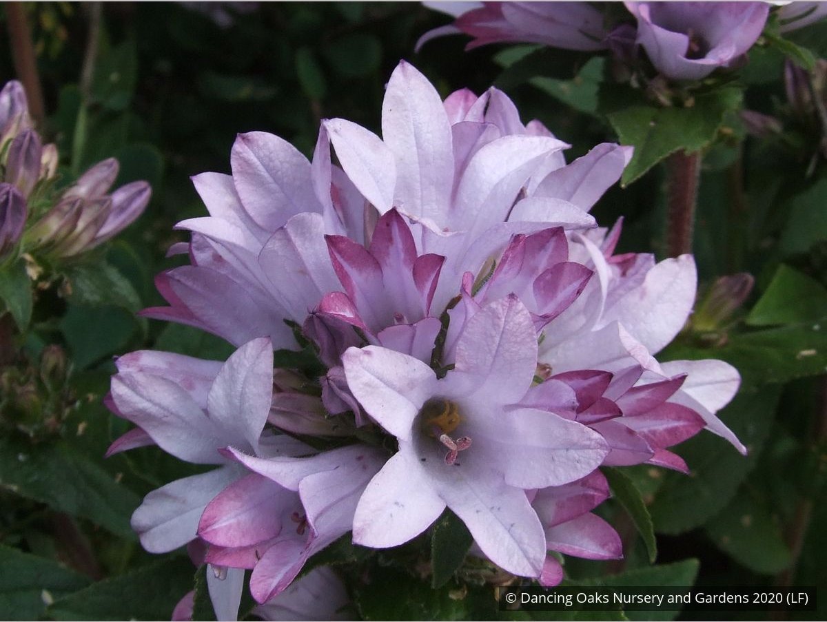Perennials ~ Campanula glomerata 'Caroline' ~ Dancing Oaks Nursery and Gardens ~ Retail Nursery ~ Mail Order Nursery