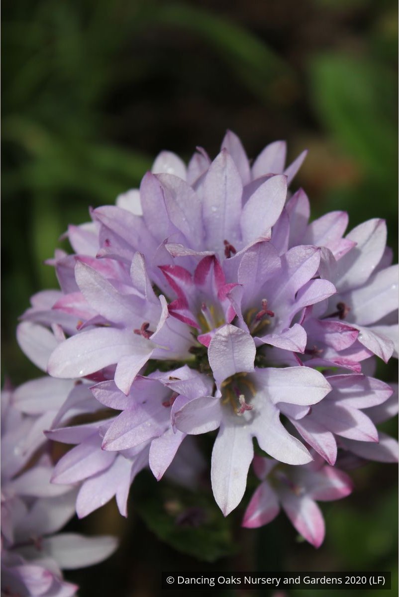 Perennials ~ Campanula glomerata 'Caroline' ~ Dancing Oaks Nursery and Gardens ~ Retail Nursery ~ Mail Order Nursery