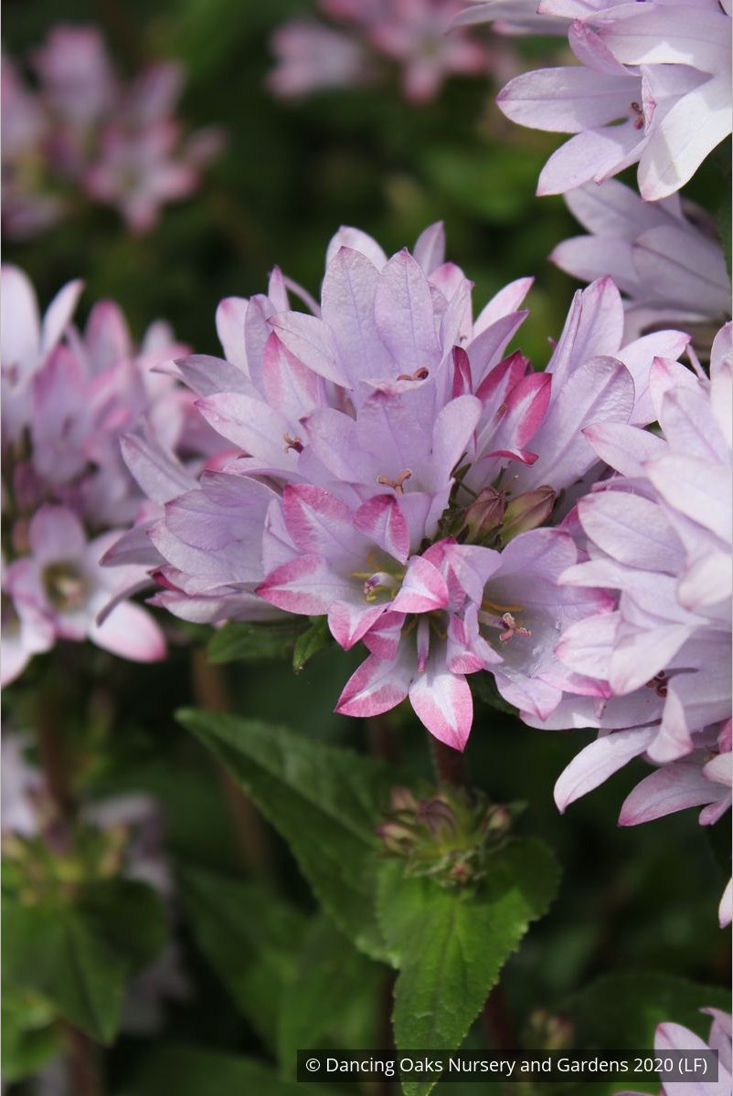 Perennials ~ Campanula glomerata 'Caroline' ~ Dancing Oaks Nursery and Gardens ~ Retail Nursery ~ Mail Order Nursery