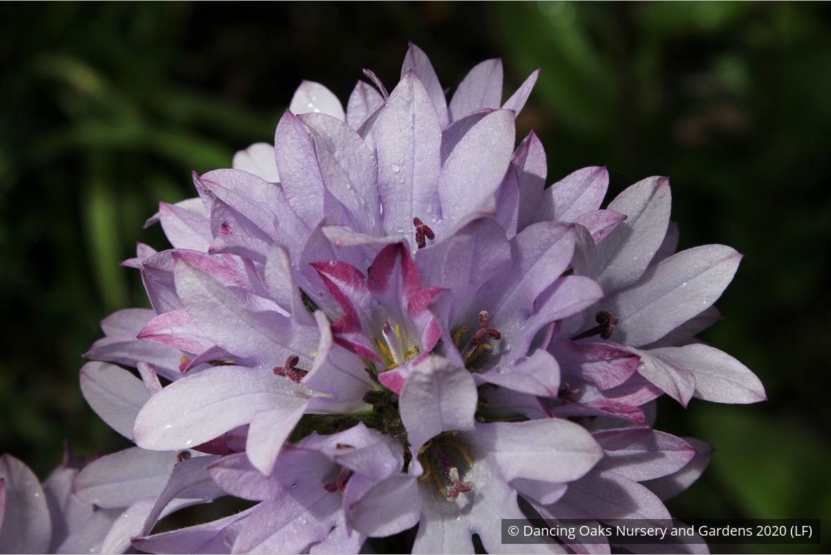 Perennials ~ Campanula glomerata 'Caroline' ~ Dancing Oaks Nursery and Gardens ~ Retail Nursery ~ Mail Order Nursery