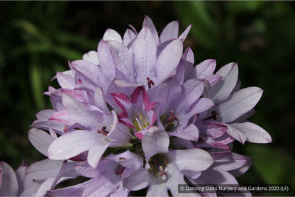 Perennials ~ Campanula glomerata 'Caroline' ~ Dancing Oaks Nursery and Gardens ~ Retail Nursery ~ Mail Order Nursery