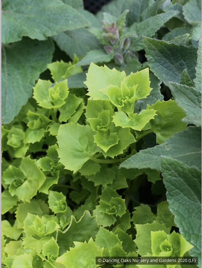 Perennials ~ Campanula garganica 'Dickson's Gold', Adriatic Bellflower ~ Dancing Oaks Nursery and Gardens ~ Retail Nursery ~ Mail Order Nursery