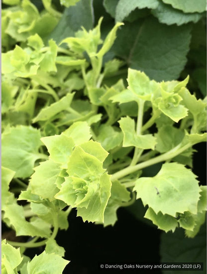 Perennials ~ Campanula garganica 'Dickson's Gold', Adriatic Bellflower ~ Dancing Oaks Nursery and Gardens ~ Retail Nursery ~ Mail Order Nursery