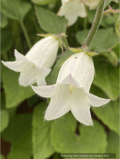 Perennials ~ Campanula dolomitica, Bellflower ~ Dancing Oaks Nursery and Gardens ~ Retail Nursery ~ Mail Order Nursery
