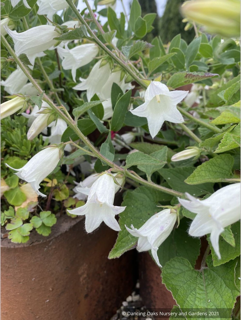 Perennials ~ Campanula dolomitica, Bellflower ~ Dancing Oaks Nursery and Gardens ~ Retail Nursery ~ Mail Order Nursery