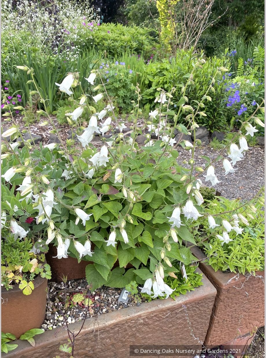 Perennials ~ Campanula dolomitica, Bellflower ~ Dancing Oaks Nursery and Gardens ~ Retail Nursery ~ Mail Order Nursery