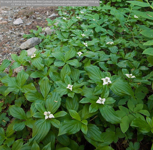 Ground Covers ~ Cornus canadensis, Creeping Dogwood or Bunchberry ~ Dancing Oaks Nursery and Gardens ~ Retail Nursery ~ Mail Order Nursery