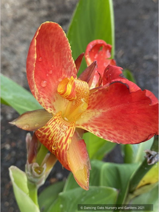 Canna 'South Pacific Scarlet', Compact Canna Lily