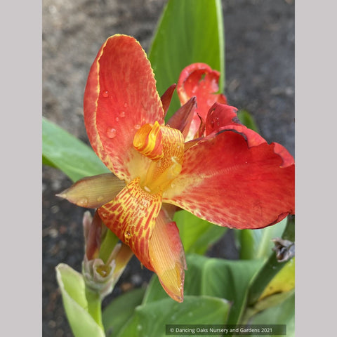 Canna 'South Pacific Scarlet', Compact Canna Lily