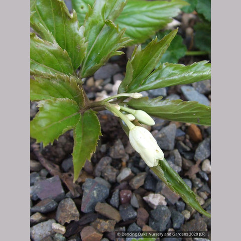 Perennials ~ Cardamine eneaphylla (Syn. Dentaria enneaphyllos), Nine-leaved Toothwort ~ Dancing Oaks Nursery and Gardens ~ Retail Nursery ~ Mail Order Nursery