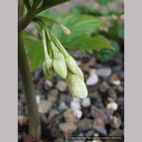 Perennials ~ Cardamine eneaphylla (Syn. Dentaria enneaphyllos), Nine-leaved Toothwort ~ Dancing Oaks Nursery and Gardens ~ Retail Nursery ~ Mail Order Nursery