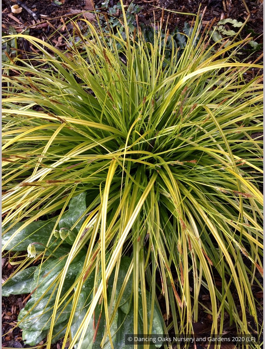 Grasses ~ Carex oshimensis EverColor® 'Everillo', Everillo Sedge ~ Dancing Oaks Nursery and Gardens ~ Retail Nursery ~ Mail Order Nursery